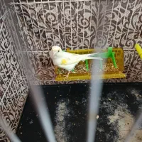 قناری در ساحل برج