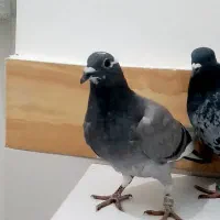 سلام دوستان|پرنده|تربت‌حیدریه, بالا ولایت|دیوار