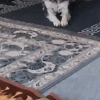 سگ هاسکی|سگ|خرم‌آباد, |دیوار