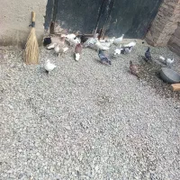 کبوتر فروشی