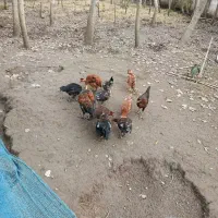 مرغ وخروس