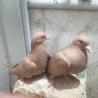 چندتا جوجه و کفتر