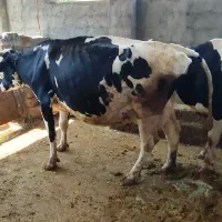 فروش دوگاو ویه گوساله ماده اصلی بزرگ