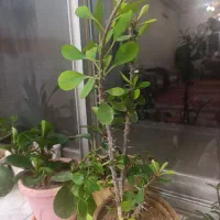 گل و گلدان|گل و گیاه طبیعی|بروجن, |دیوار