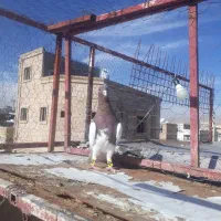 چپ سیاه|پرنده|شیراز, کوشک میدان|دیوار