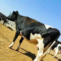 ۳راس گاو آبستن هلشتاین|حیوانات مزرعه|سبزوار, کلاته سیفر|دیوار