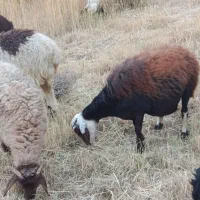 ۱۶تا گوسفنده نایاب بخداقسم