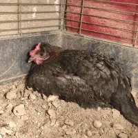 4 عدد مرغ تخمگذار و 1 عدد خروس محلی|حیوانات مزرعه|قرچک, داوود آباد|دیوار