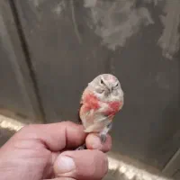 پرنده سینه سرخ کبوتر دورگ پلاکی مرغ عشق