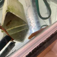 ماهی کت پوزبوته ای نرمعاوضه با کت پوزبوته ای ماده|ماهی|مرودشت, گندم|دیوار