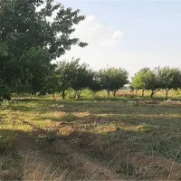 فروش-باغ-با-درختان-زیاد