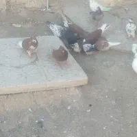 کبوتر پرشی|پرنده|شبستر, |دیوار