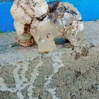 سنگ شکل درخت