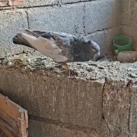 کبوتر رنگی نر ۲ عدد لامرد