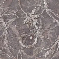 پارچه مجلسی