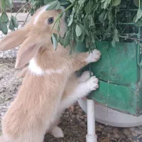 یک عدد بچه خرگوش نر دوماهه|موش و خرگوش|نظرآباد, نظرآباد|دیوار