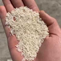 برنج طارم هاشمی کشت اول درجه یک