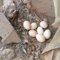 تخم مرغ محلی تازه