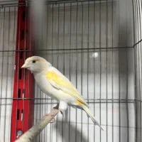 قناری اماده|پرنده|شهریار, شهرک وائین|دیوار