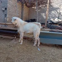 فروش یک عدد نر بزغاله سانن