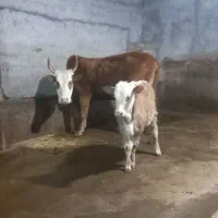 گاو جنگلی