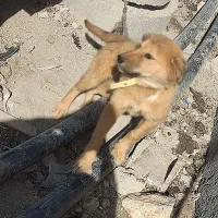 سگ سرابی|سگ|کرمانشاه, |دیوار