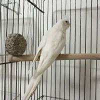 عروس آلبینو ماده آماده|پرنده|یزد, |دیوار