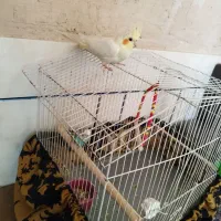 عروس هلندی