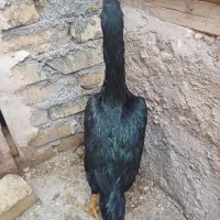 مرغ و خروس اوشامو آلمانی|حیوانات مزرعه|تهران, مخصوص|دیوار