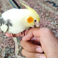 جوجه عروس ۵۵روزه