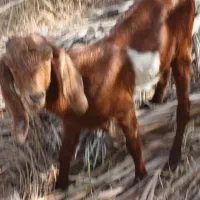 کهره نر چاق|حیوانات مزرعه|جیرفت, |دیوار