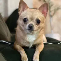 سگ شیواوا برای کشش