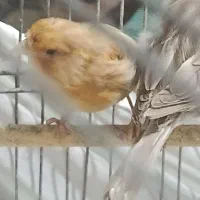 قناری ماده تن نرفته