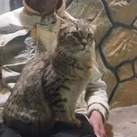 فروش گربه خونگی|گربه|دزفول, |دیوار