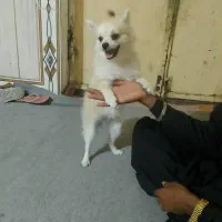 سگ پاکوتاه فروشی