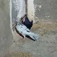 یک عدد زاغ دم سفید گرفتنی ماده خوشتیپ