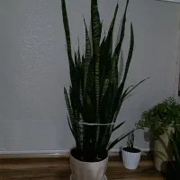 گل طبیعی|گل و گیاه طبیعی|سبزوار, شرق کال عیدگاه|دیوار