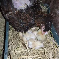 فروش جوجه لاری اصیل از مولدهای بلند و پر بدن