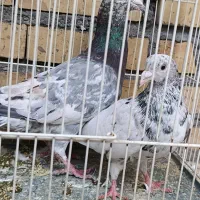 کفتر شامی سار هفت‌رنگ سینه سرخ