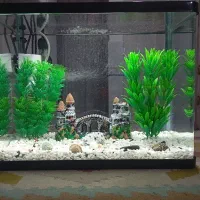 آکواریوم  شیشه خمه دستگاهی|ماهی|الوند, |دیوار