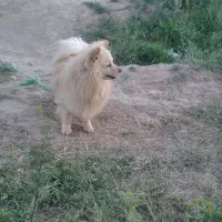 پامر|سگ|همدان, |دیوار