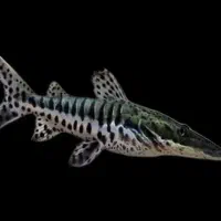 چانا لیمباتا پنگوسی درشت آروانا درشت ردتیل درشت|ماهی|همدان, |دیوار