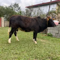 دو گاو شکم دار لوکس ودرجه یک برای خانه دار یا کاسب|حیوانات مزرعه|گوراب زرمیخ, |دیوار