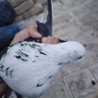 فروش3 کبوتر|پرنده|مهدی شهر, |دیوار