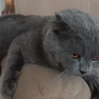 گربه اسکاتیش فولاد نر