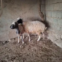 دو راس گوسفند جوان|حیوانات مزرعه|بولی, |دیوار