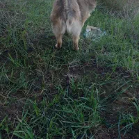 سگ پاکوتاه|سگ|آق قلا, |دیوار