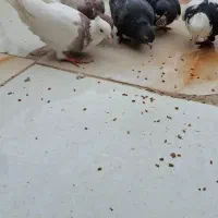 سری ۲۵۰ مقطوع