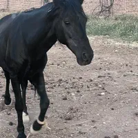 فروش اسب|اسب و تجهیزات اسب‌سواری|شاهرود, |دیوار