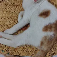 واگذاری|گربه|یزد, |دیوار